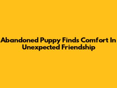 Abandoned Puppy Finds Comfort In Unexpected Friendship