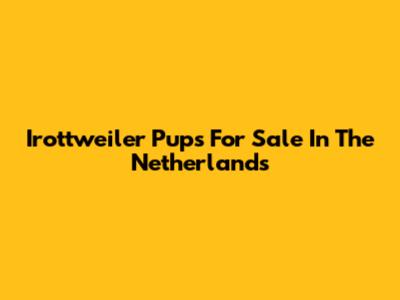 Irottweiler Pups For Sale In The Netherlands