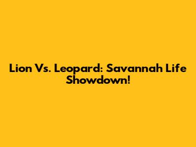 Lion Vs. Leopard: Savannah Life Showdown!
