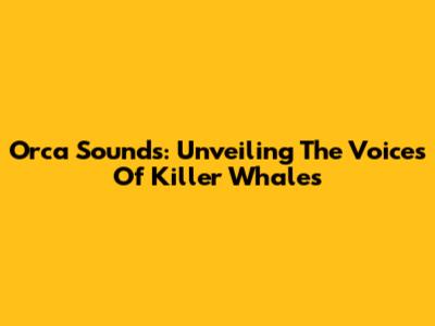 Orca Sounds: Unveiling The Voices Of Killer Whales