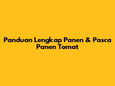 Panduan Lengkap Panen & Pasca Panen Tomat