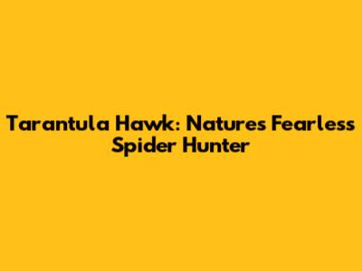 Tarantula Hawk: Nature's Fearless Spider Hunter