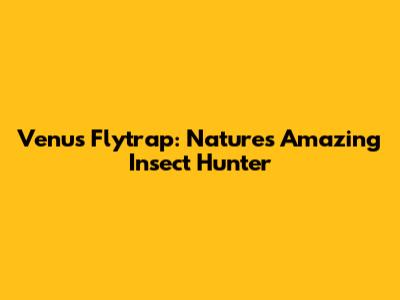 Venus Flytrap: Nature's Amazing Insect Hunter