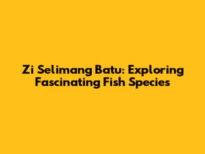 Zi Selimang Batu: Exploring Fascinating Fish Species